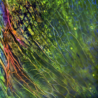 Illustration for article titled 10 Extreme--And Extremely Pretty--Close Ups of Bacteria and Plants